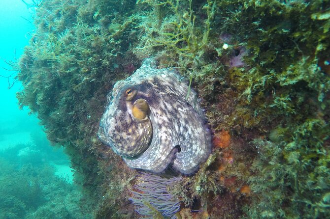 Snorkeling - Marine Park Discovery - Practical Details for Snorkeling at Figuerinha Beach