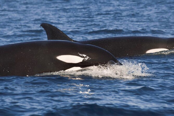 Snorkeling Open Ocean Wildlife Safari in Los Cabos with Photos Included - Meet Baja Vikings Ecoventures at Marina de Cabo San Lucas
