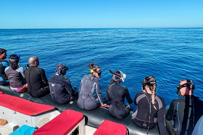 Snorkeling Open Ocean Wildlife Safari in Los Cabos with Photos Included - Exploring the Rich Ecosystem of the Sea of Cortez