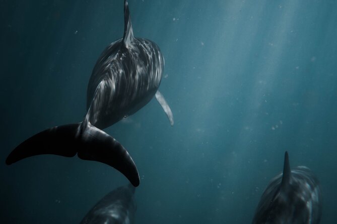 Snorkeling Open Ocean Wildlife Safari in Los Cabos with Photos Included - Up-Close Marine Encounters with Snorkeling Gear