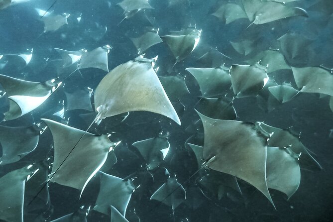 Snorkeling Open Ocean Wildlife Safari in Los Cabos with Photos Included - Snacks, Drinks, and Photos to Keep the Energy Up