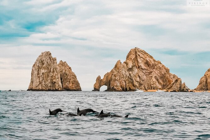 Snorkeling Open Ocean Wildlife Safari in Los Cabos with Photos Included - The Guide: Knowledgeable, Friendly, and Engaged