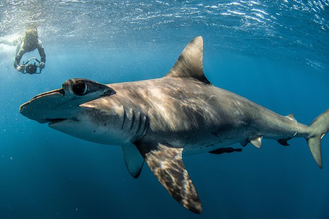 Snorkeling or Swimming with Sharks in Cabo San Lucas - Encountering Sharks: What to Expect in the Water
