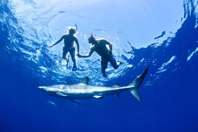 Snorkeling or Swimming with Sharks in Cabo San Lucas - Safety Measures and Professional Guidance