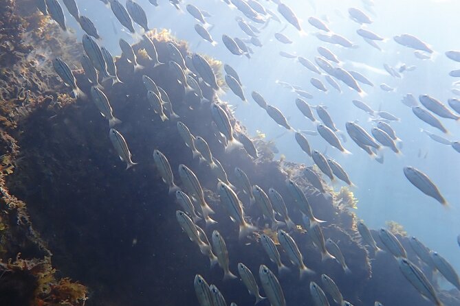 Snorkeling San Carlos with a Marine Biologist - The Reef with Extensive Coral Growth in the Gulf of California