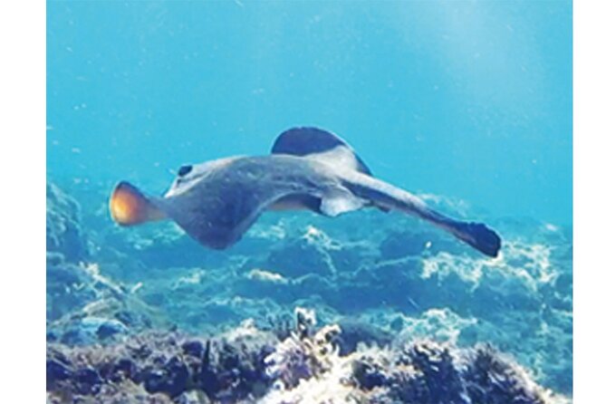 Snorkeling San Carlos with a Marine Biologist - The Guide: Knowledgeable and Passionate Marine Biologist
