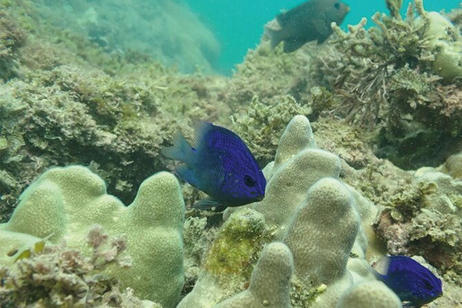 Snorkeling San Carlos with a Marine Biologist - Timing, Pacing, and Practical Details