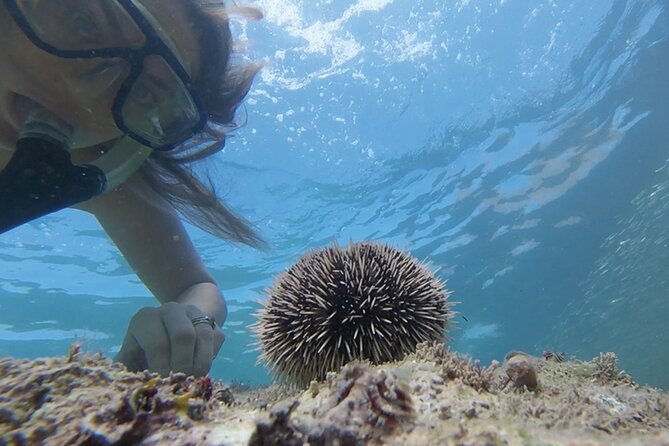 Snorkeling San Carlos with a Marine Biologist - Practical Considerations and Booking Insights