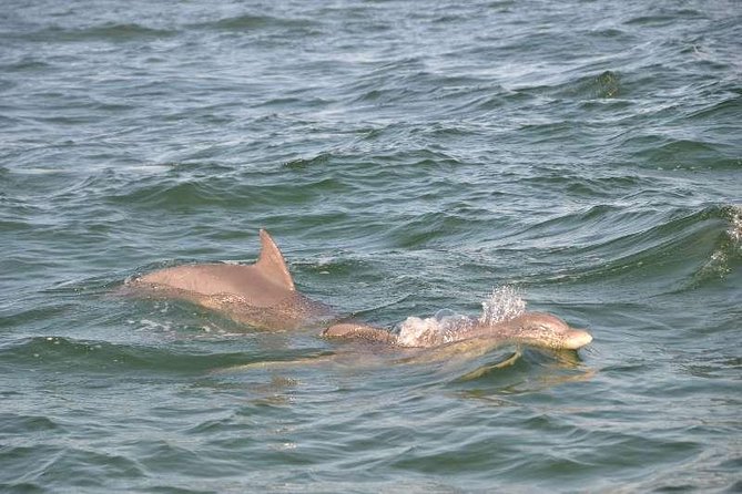 Snorkeling, Shelling & Eco Excursion - Focus on Relaxation and Family Fun