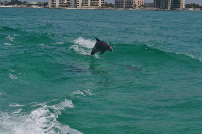 Snorkeling, Shelling & Eco Excursion - Shelling and Sea Life Encounters in Destin