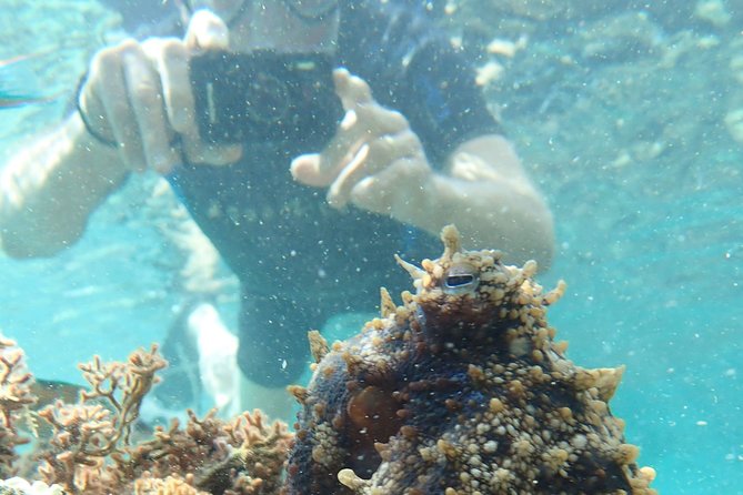 Snorkeling Tour - Discover the Excitement of Porto Santos Snorkeling Adventure