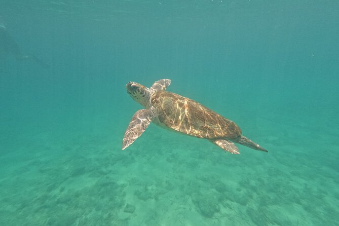 snorkeling ,Turtle Watching in Cyprus - Key Points