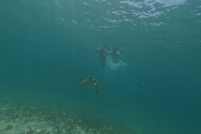 snorkeling ,Turtle Watching in Cyprus - The Scenic Bay and Underwater Environment