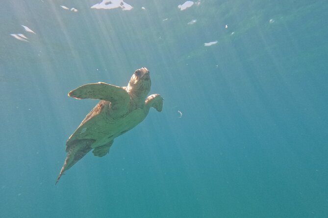 snorkeling ,Turtle Watching in Cyprus - Seasonality and Tackle the Weather