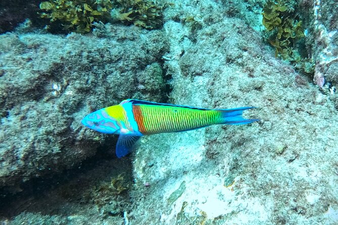 Snorkeling with a Professional Instructor in Tenerife - Convenient Pickup and Central Location