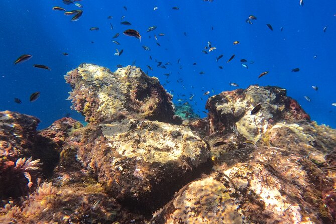 Snorkeling with a Professional Instructor in Tenerife - What Sets This Tour Apart in Tenerife
