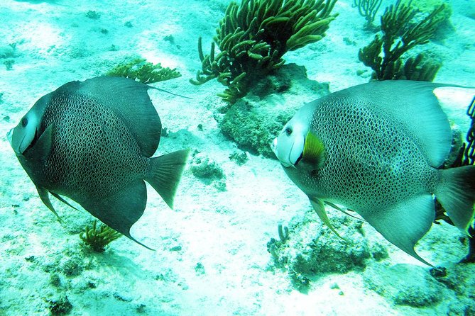 Snorkeling with Caribbean fish and private cenote exploration - Exploring the Sacred Cenote and Limestone Formations