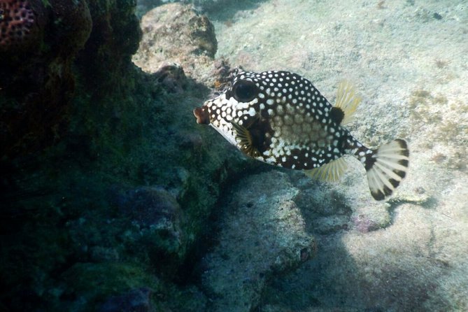 Snorkeling with Caribbean fish and private cenote exploration - Local Mexican Lunch and Refreshments
