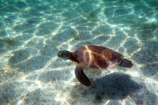 Snorkeling with Caribbean fish and private cenote exploration - Guides Who Make the Experience Special