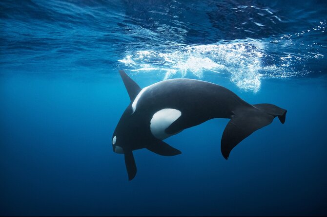 Snorkeling with Orcas In Norway, 4 days All-Inclusive expedition - Exciting 4-Day All-Inclusive Whale Snorkeling Expedition in Tromsø, Norway