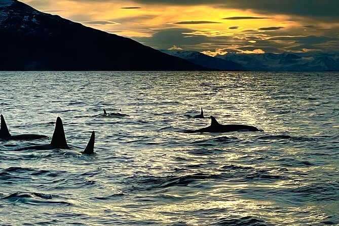 Snorkeling with Orcas In Norway, 4 days All-Inclusive expedition - The Food Experience: Delicious Meals on Board