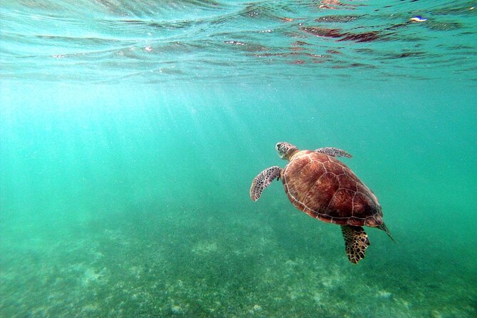 Snorkeling with Turtles and Cenote Tour from Riviera Maya - Key Points