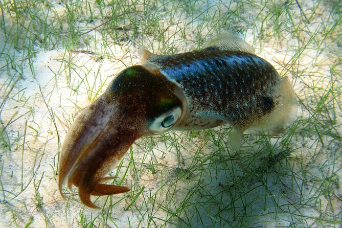 Snorkeling with Turtles and Cenote Tour from Riviera Maya - Logistics: Hotel Pickup, Transport, and Group Size