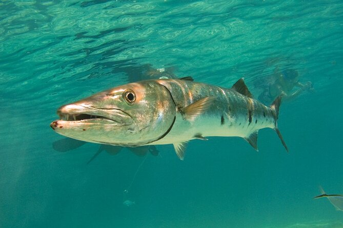 Snorkeling with Turtles and Cenote Tour from Riviera Maya - The Experience of Snorkeling Guides and Support