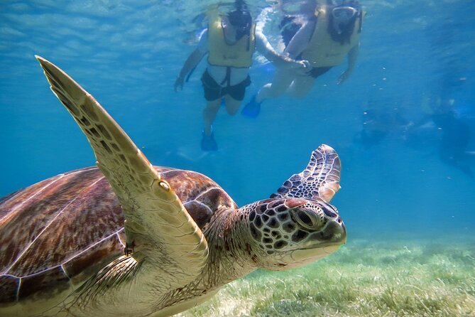 Snorkeling with Turtles and Cenote Tour from Riviera Maya - Food, Drinks, and Refreshments Included