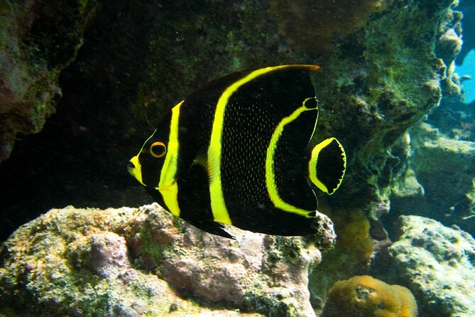 Snorkeling with Turtles and Cenote Tour from Riviera Maya - Timing Considerations and Crowds