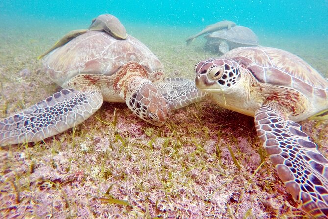 Snorkeling with Turtles and Cenote Tour from Riviera Maya - Cost Breakdown and Additional Fees