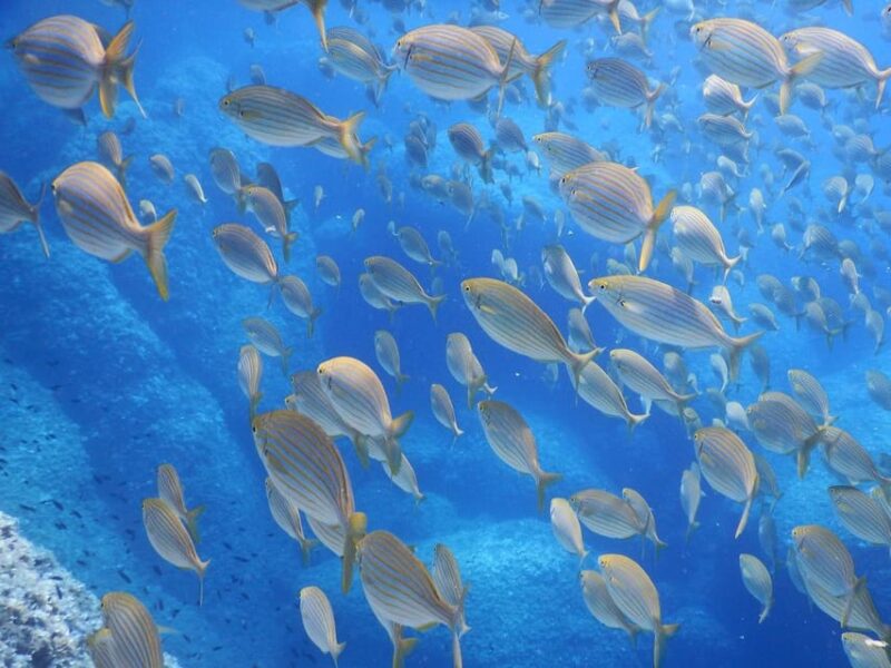 Snorkelling & Marine Biology Experience in the Cinque Terre - Key Points