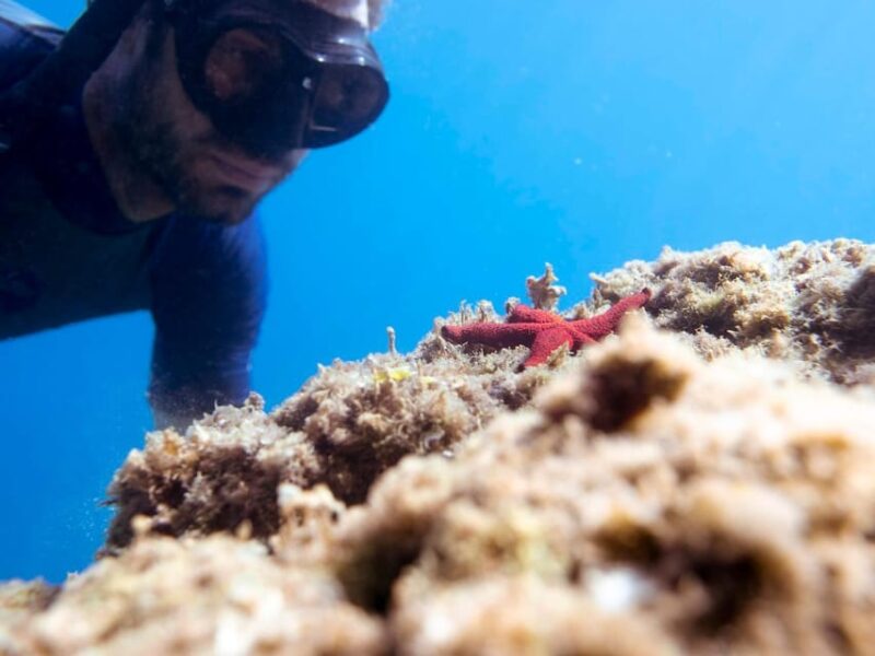 Snorkelling & Marine Biology Experience in the Cinque Terre - Pricing and Booking Flexibility