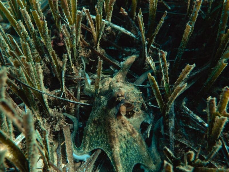 Snorkelling & Marine Biology Experience in the Cinque Terre - What Makes This Tour Unique in the Cinque Terre