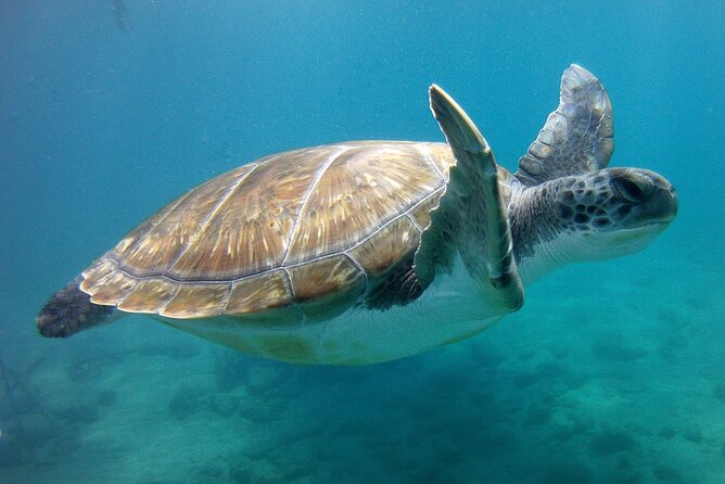 Snorkelling safari in a turtle area - Starting Point and Group Size for a Personal Experience
