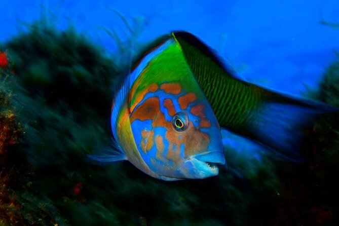 Snorkelling Trip at Ponta de São Lourenço Protected Area - Encountering the Cliffs of Ponta de São Lourenço