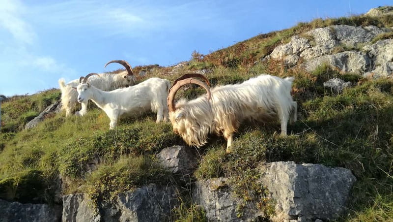 Snowdonia: Snowdonia, Bodnant Gardens & Castles Private Tour - Scenic Drives and Panoramic Views