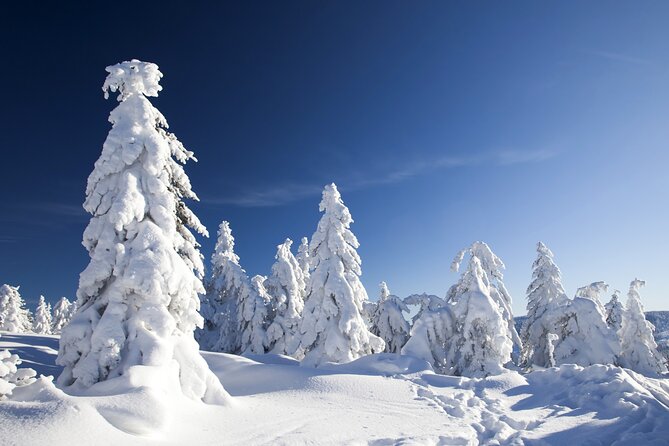 Snowmobile Safari 2h - Exciting Snowmobile Adventure in Rovaniemi for All Skill Levels