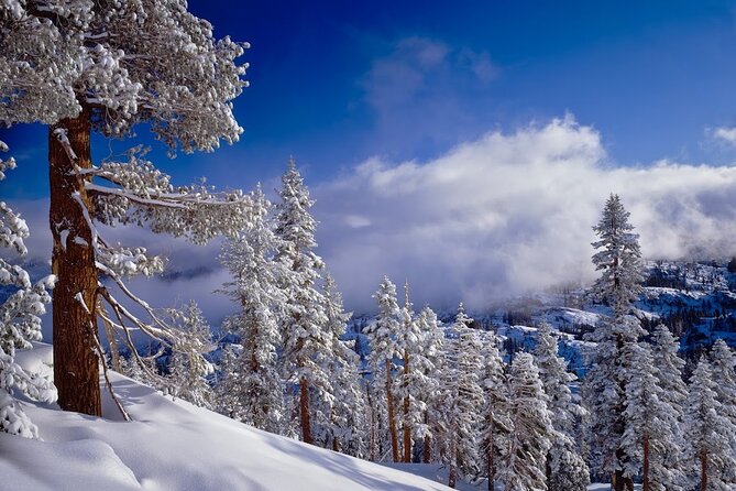 Snowshoe Tour in the Lake Tahoe Mountains - Who Will Love This Tour: Nature Enthusiasts and Curious Explorers