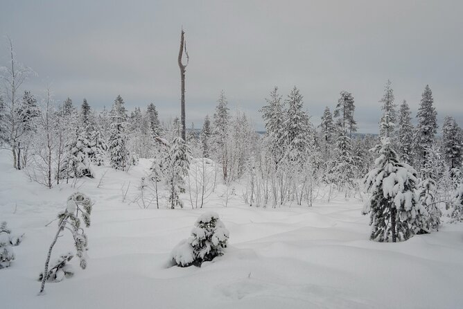 Snowshoeing in Snowy Forest with Local Guide - The Guide: Knowledgeable, Attentive, and Friendly