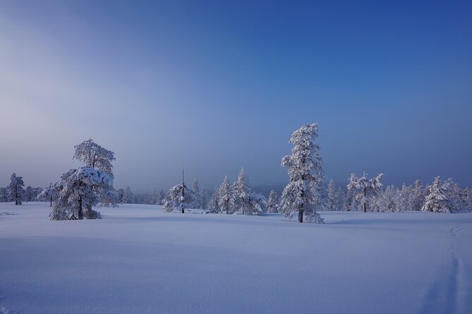 Snowshoeing in Snowy Forest with Local Guide - The One Review: A Glimpse of the Tours Quality