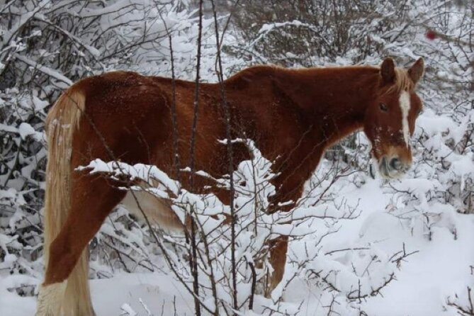 Snowshoeing in the Pollino National Park - Meeting and Ending the Tour