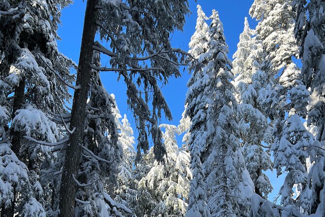 Snowshoeing In Vancouver's Winter Wonderland - What Makes the Trail in Cypress Mountain Special?