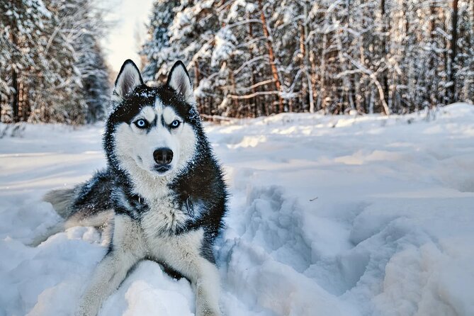 Snowy Trails 10km Husky Safari from Rovaniemi - The Guides and Their Role in the Experience