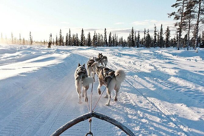 Snowy Trails 10km Husky Safari from Rovaniemi - Managing Expectations and Potential Drawbacks