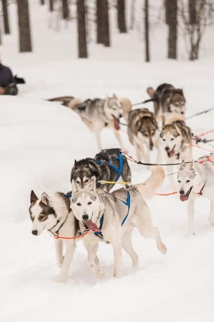 Snowy Trails Husky Safari (5 Km) - Departing from Rovaniemi’s Husky Adventure Hubs