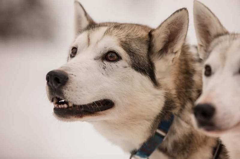 Snowy Trails Husky Safari (5 Km) - The 5 km Sled Ride Through Finnish Forests and Lakes