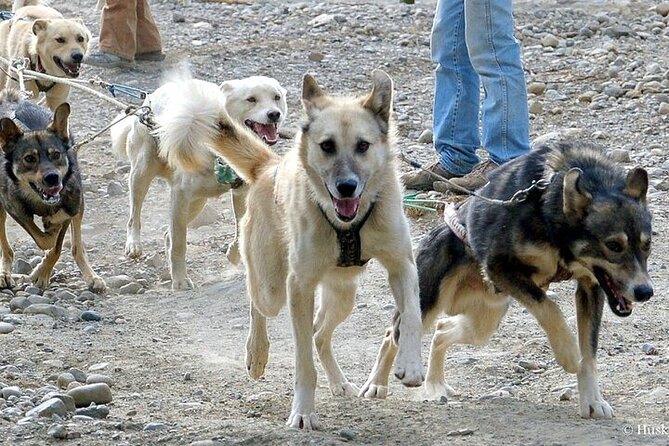 Snuggle Puppies and Learn about the Iditarod - Behind-the-Scenes of Dog Care and Training