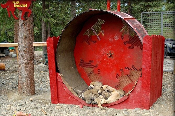Snuggle Puppies and Learn about the Iditarod - Puppies, Puppies, Puppies: The Tour’s Heartwarming Feature