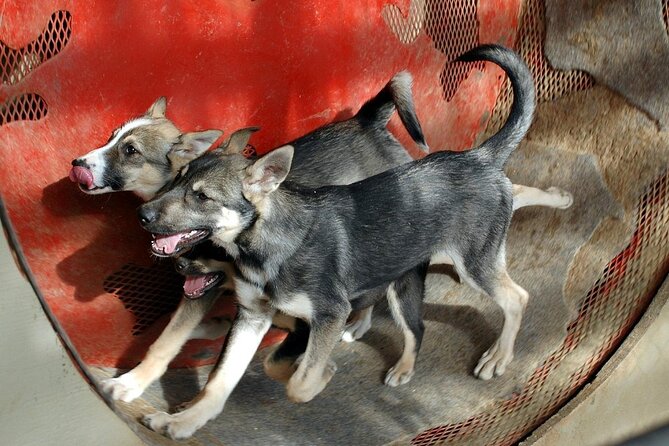 Snuggle Puppies and Learn about the Iditarod - Exploring the Equipment and Sleds Used in Racing